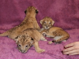 В Бердянском зоопарке родились львята и появились новые редчайшие виды животных