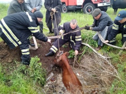 В Николаеве спасли корову, провалившуюся в глубокий колодец с водой