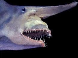 В ЮгНИРО в рамках ночи музеев познакомят керчан с акулой-гоблином