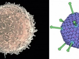 Вирусы «учат» врожденный иммунитет бороться с ними