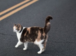 Приметы на удачу и беду: что означает цвет кошки, которая перебежала дорогу
