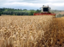 Австралия впервые за 12 лет согласилась на импорт пшеницы