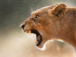 «Сняла скальп»: львица растерзала семью с детьми в зоопарке