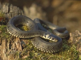 В Ровенской области от укуса змеи пострадал ребенок