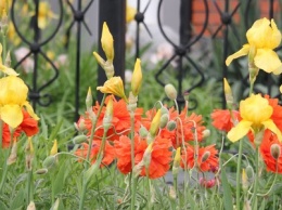 В Никополе цветут глициния, маки и ирисы