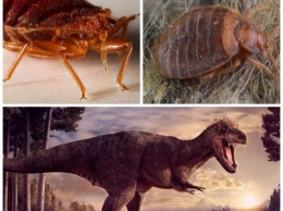 Доисторическая жизнь насекомых: Клопы пересекались с динозаврами