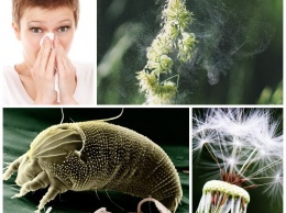 Опасная пыльца: Медики назвали пять способов победить сезонную лихорадку
