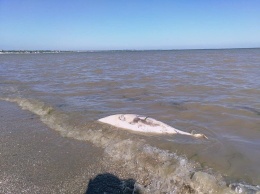 Под Мариуполем на побережье Азовского моря выбросило мертвых дельфинов, - ФОТОФАКТ