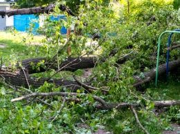 В Днепре дерево упало на детскую площадку