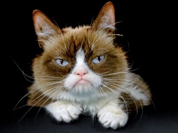 Умерла Грампи Кэт - самая сердитая кошка в интернете