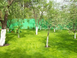 "Чтобы не ссорились": в Украине запретят сажать деревья вблизи соседских заборов