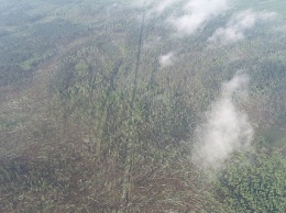 В Житомирской области смерч за считаные минуты "снес" 100 га леса