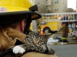 В Днепре спасатели сняли котенка с подоконника 7-го этажа