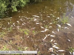 В Луганской области зафиксирован массовый мор рыбы
