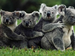 Ученые заявили, что коалы теперь считаются вымершими: "ничто не спасет"