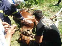 На Днепропетровщине сотрудники Службы спасения спасли двух лошадей