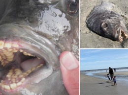 Пасть с зубами как у человека: на берег океана выбросило жуткого обитателя глубин