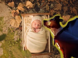 Пес спас жизнь закопанному матерью-подростком ребенку