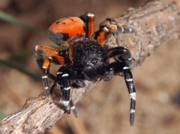 Дикая боль и онемение: недалеко от Днепра обнаружили ядовитого паука (Фото)