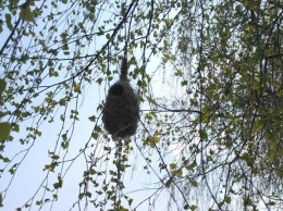 Фотофакт: на Полтавщине заметили необычное гнездо