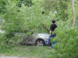 В Святошинском районе дерево упало на автомобиль и заблокировало проезд