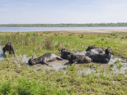 На острове в украинской части Дуная теперь пасутся индийские водяные буйволы