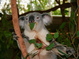 Зоозащитники заявили о функциональном вымирании коал
