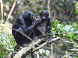 Самки карликовых шимпанзе выступают в роли "свах" для своих сыновей