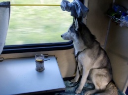 Укрзализныця разъяснила правила перевозки собак в поездах