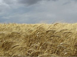 Продажа зерна - основа сельскохозяйственной деятельности Украины