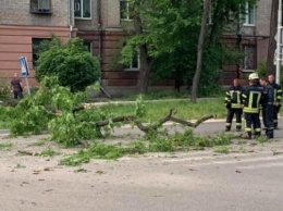 В Запорожье дерево рухнуло на автомобиль, в котором ехала мама с детьми (ФОТО, ВИДЕО)