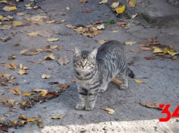 В Днепре на улице Николая Руденко нашли котов с отрезанными лапами и хвостами