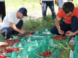 Сколько мелитопольцам платят за работу в полях и садах