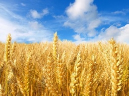 Власти перенесли вступление в силу нового ГОСТа по пшенице