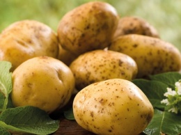 Цены на молодой картофель упали до самого низкого за 3 года уровня