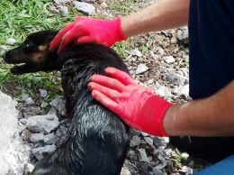 В Никополе бойцы ГСЧС спасали собаку из ловушки