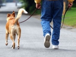 Почему люди любят собак: ученые нашли генетическое объяснение