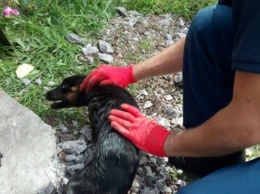 На Днепропетровщине спасатели доставали собаку из-под бетонной плиты