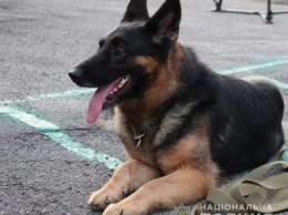 На Днепропетровщине служебная собака вывела полицейских на возможного убийцу