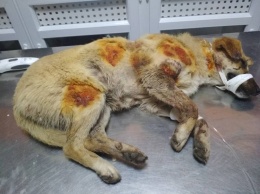 Под Днепром расстреляли собак: выжившая в тяжелом состоянии