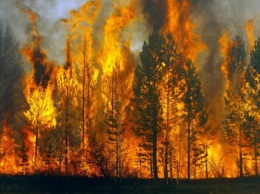 В лесу Винни-Пуха вспыхнул огромный пожар