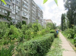 В одном из районов Николаева пройдет эко-проект «Городские цветы - 2019», - ФОТО
