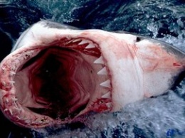 На Гавайях акула убила отдыхающего