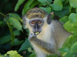 Ученые поняли происхождение языка обезьян