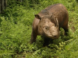 В заповеднике Малайзии умер последний самец суматранского носорога
