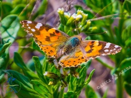 В нацпарке Одесской области от сильного ветра гибнут бабочки-репейницы