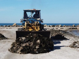 С бердянских пляжей вывезли 44 тонны водорослей