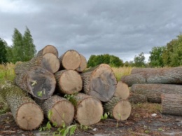 Закидали камнями и палками: в Закарпатской области группа лесорубов напала на копов