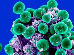 Кишечные бактерии помогут предсказать проблемы со здоровьем