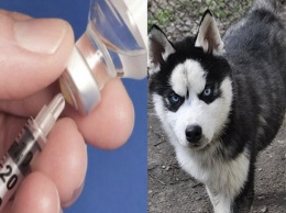 Ветеринары против диабета: Врачи испытывают укол инсулина, которого хватает на неделю